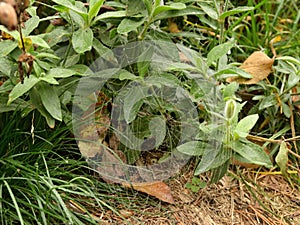 Spider web on the autumnal morning grass.
