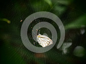 A spider on web in Baan Grang, Kangkrachan forest, Petchburi photo