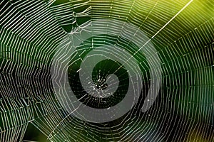 Spider web in back light