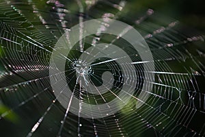 Spider web back-lit