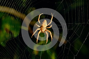 Spider web background at night