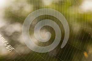 Spider web background