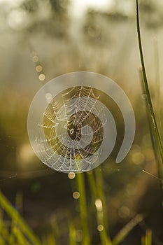 Spider web in backlight and blury background