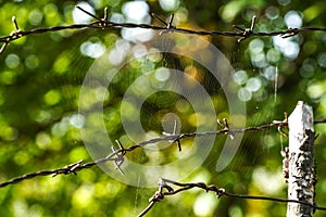 spider web on a barbed wire fence