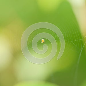 Spider web on barbed wire fence.