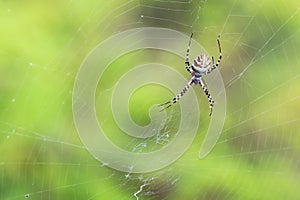 Spider on the web.