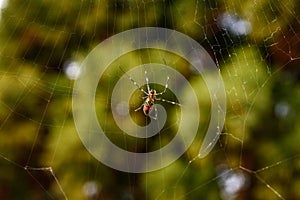Spider on Web with Blurred Green Background