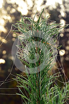 spider web on a branch of pine tree in the autumn forest