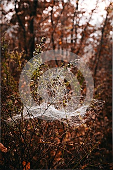 Spider web on a branches in a forest on an autumn day