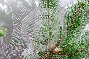 Spider web on the branches of pine