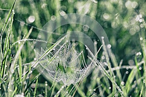Spider web among the brilliant green meadows