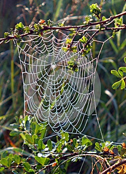 Spider web on a bush