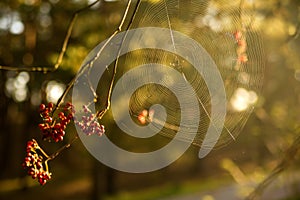 Spider web on a bush with berries