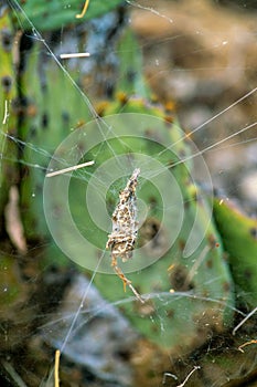 Spider web casing that catches bugs and flies to eat them with wires to hang on cactus in the hills of tuscon arizona