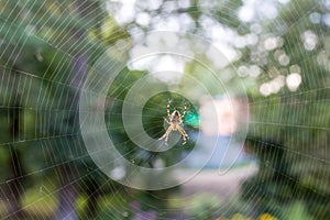 Spider in a web