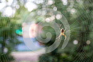 Spider in a web