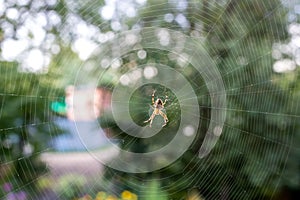 Spider in a web