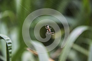 Spider on a web close-up against a nature background