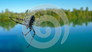 Spider on the web close-up. In the background - a bright blue lake .