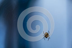 Spider on a web close up on a blue background