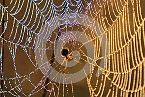Spider web.