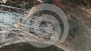 The Spider Web close up, Macro shoot