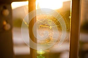 Spider web close-up. Natural pattern. Soft sunlight. Macrophotography, graphic resources, insects, environmenta