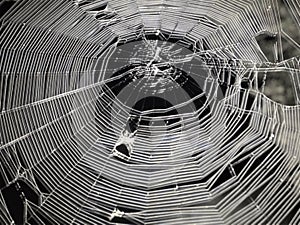 Spider web close up at night