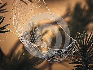 Spider web close up on pine branches