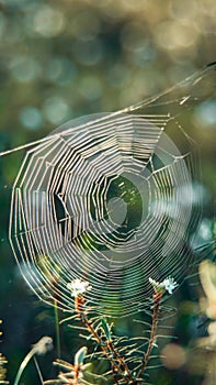 spider web closeup