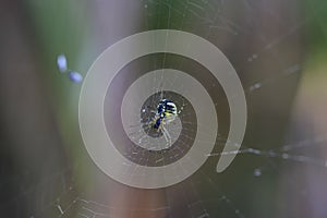 Spider web closeup