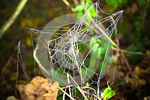 The spider web closeup background. Dew on a spider web. Close up view of the strings of a spiders web.Natural fall background