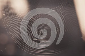 The spider web closeup background. The Spider Web at su