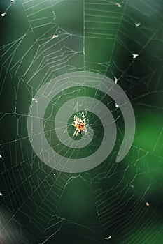 The spider web closeup background. The Spider Web at su