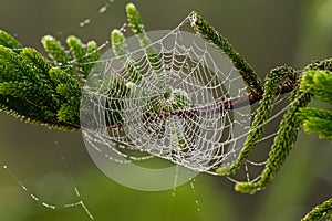 The spider web (cobweb) autumn background and water drops on pin