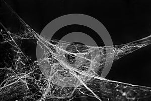 Spider web or Cobweb background photo