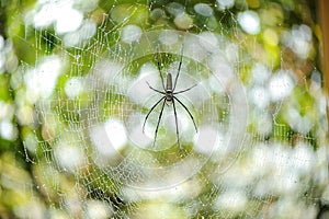 The spider web (cobweb) closeup