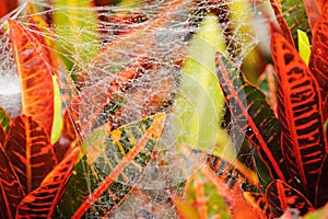 The spider web (cobweb) closeup background.