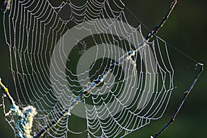 The spider web cobweb closeup background. Selective focus