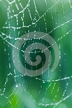 The spider web cobweb with dew drops in the early morning over green forest background.