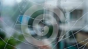 Spider web or Cobweb with early morning dew drops-Indore,India