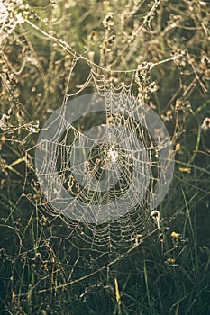 The spider web cobweb with waterdrops