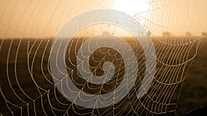 Spider web in the cold morning with mist and dew