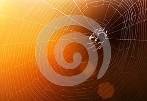 Spider web with colorful background