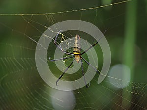 A spider ,Colourful orb-weaving, Nephila pilipesn on web in Baan Grang, Kangkrachan forest, Petchburi photo