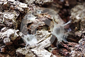 Spider web on the cortex of a Pine tree trunk