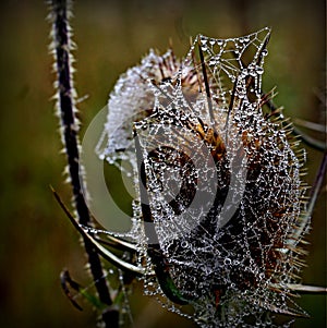 Spider web covered with adrops of dew covers plant in the field