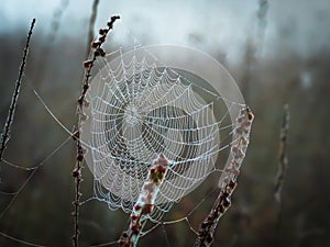 A spider web covered with dew drops entangled dry stalks of field weeds
