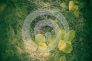 Spider web covered with dew drops