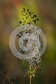 Spider web covered by morning dew drops on green plant